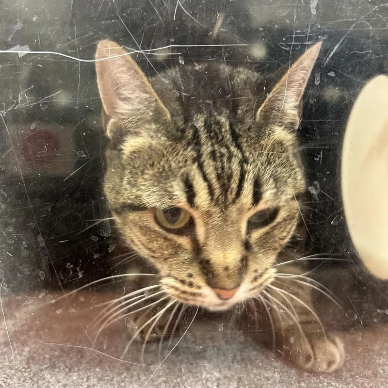 A senior medium-sized female Brown / Chocolate Domestic Short Hair cat named Nala for adoption in Reno, NV