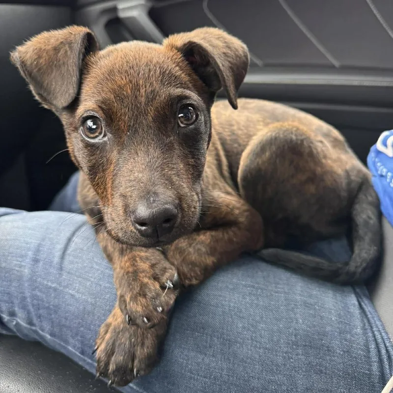 Chocomil Ac thumbnail 2