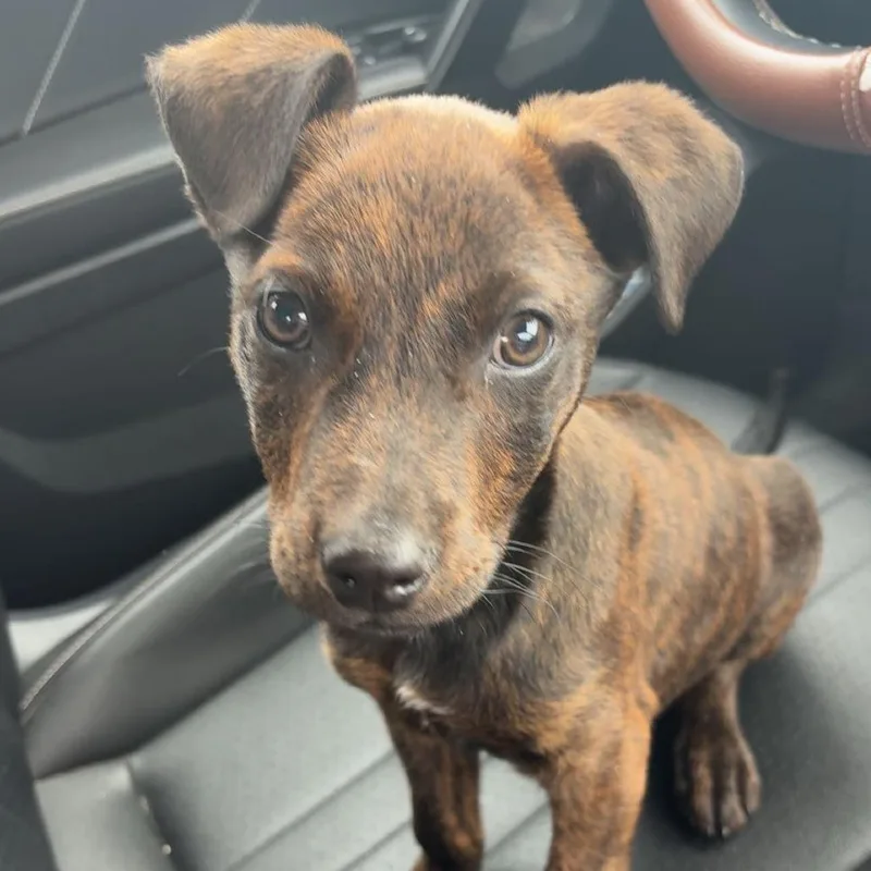 Chocomil Ac thumbnail 3