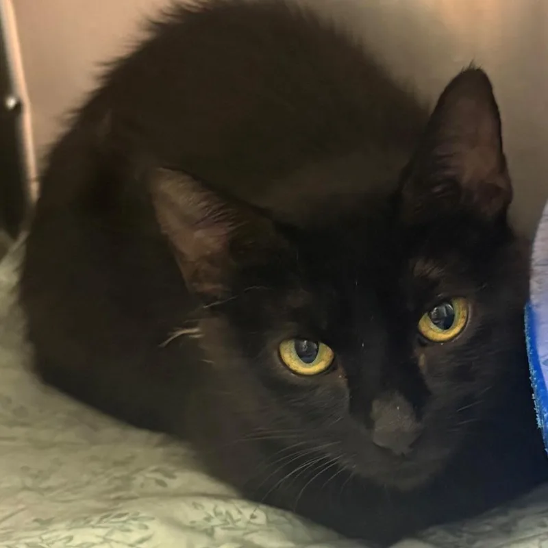 An adult medium-sized female Black Domestic Short Hair cat named Sodium for adoption in East Hanover, NJ