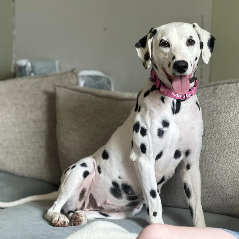 A young medium-sized female Dalmatian dog named Acura for adoption in China Township, MI
