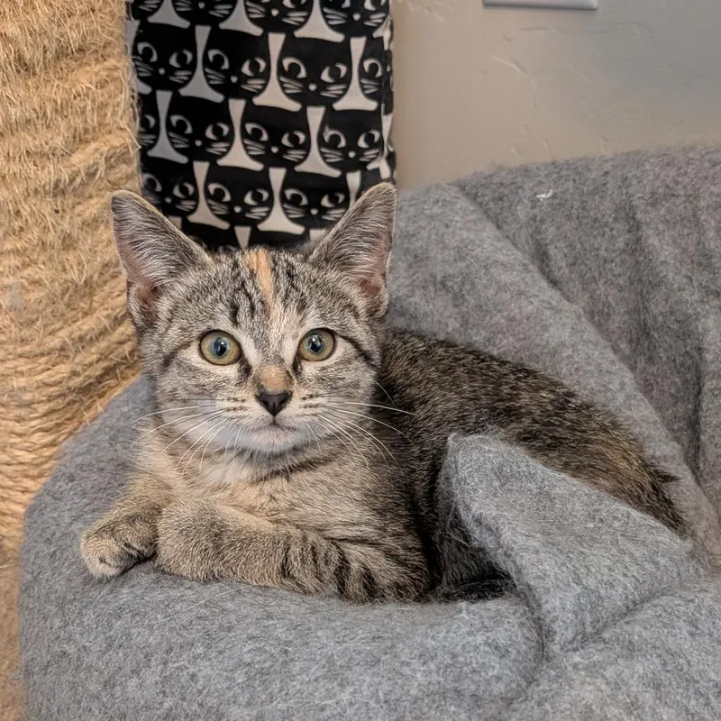 A baby small-sized female Brown / Chocolate Domestic Short Hair cat named Macey for adoption in Layton, UT