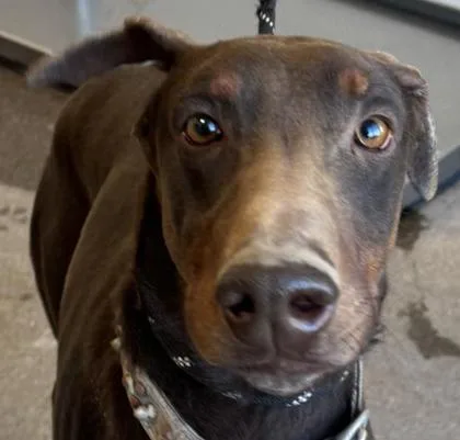 An adult large-sized male Doberman Pinscher dog named Draco for adoption in Phoenix, AZ
