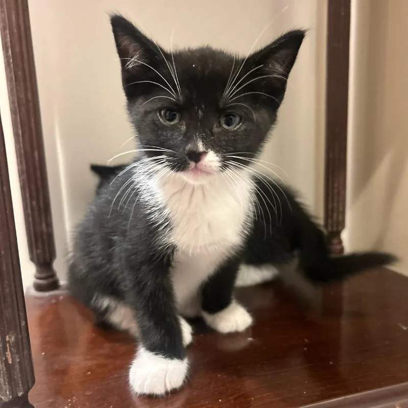 A baby small-sized male Domestic Short Hair cat named Sebastian for adoption in Cumming, GA