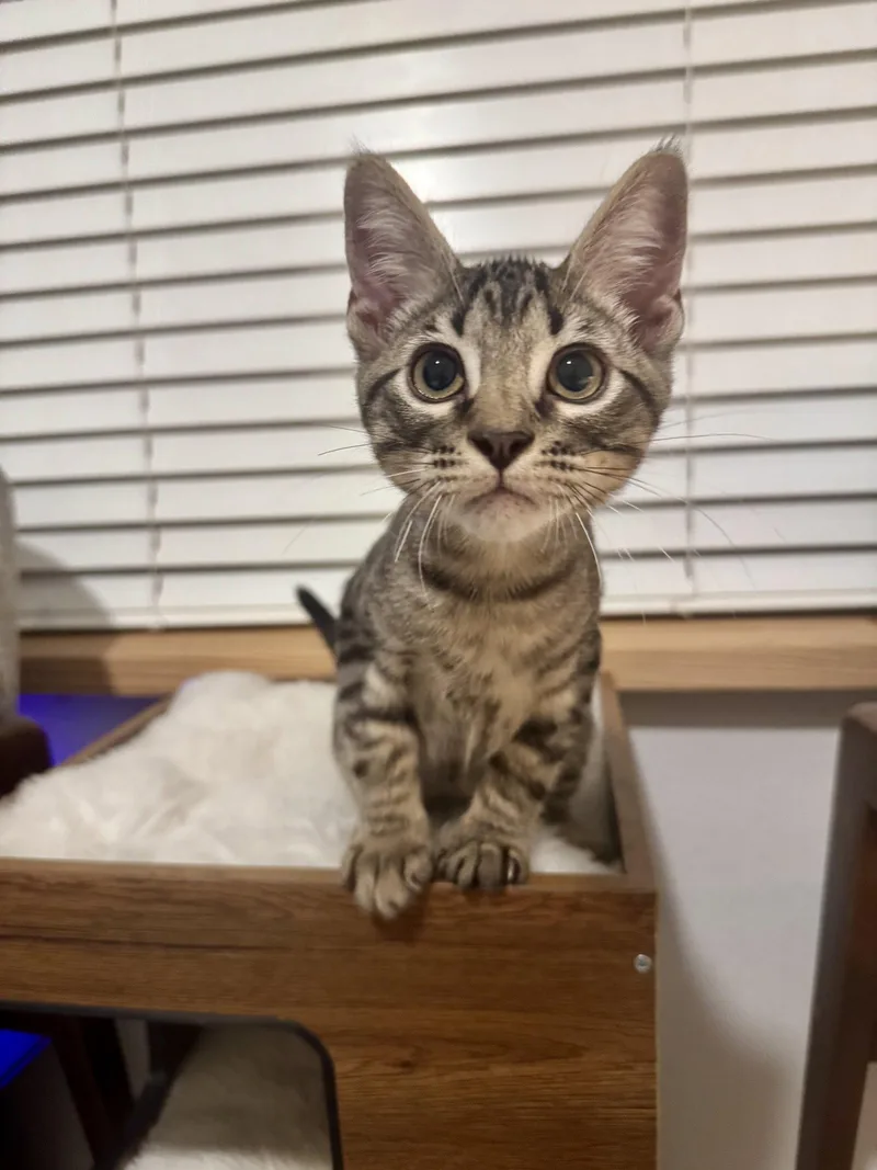 A young medium-sized male Domestic Short Hair cat named Cruz for adoption in Rosenberg, TX