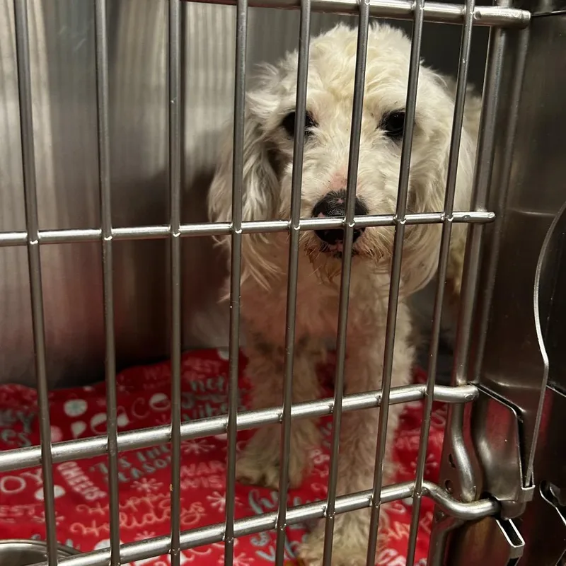 An adult small-sized male Poodle dog named Yankee Poodle for adoption in St. Louis, MO