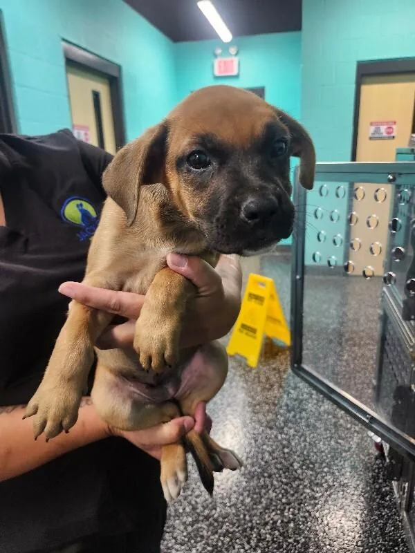 A young medium-sized female Yellow / Tan / Blond / Fawn Boxer dog named Arthea for adoption in Jackson, TN