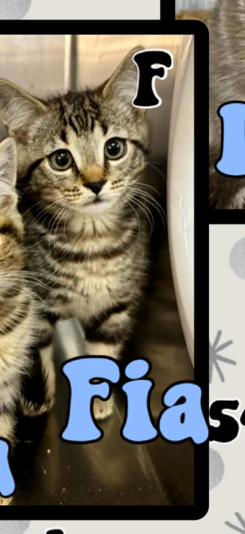 A young medium-sized female Tabby (Brown / Chocolate) American Shorthair cat named Fia for adoption in Marvin, NC