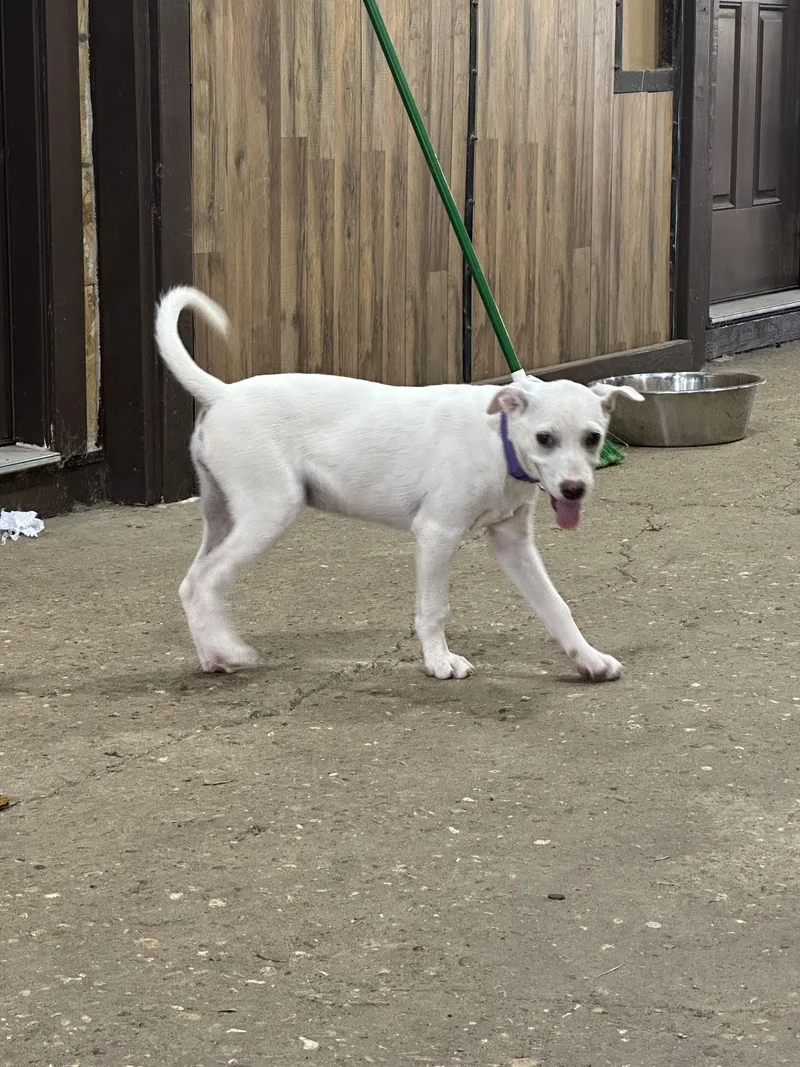 A baby medium-sized female White / Cream Siberian Husky dog named Annie  MI for adoption in Magnolia, TX