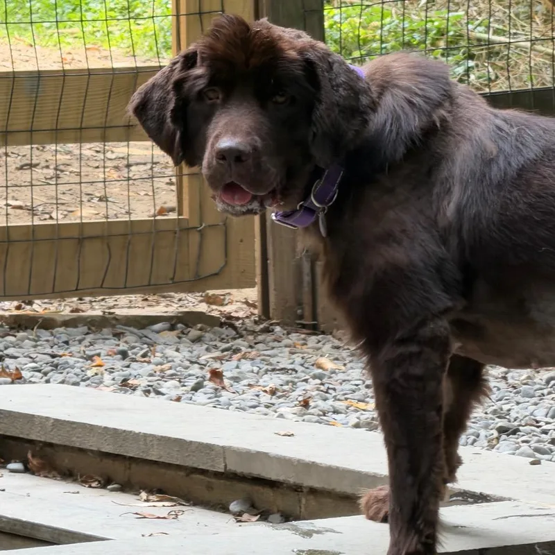 An adult extra large-sized female Brown / Chocolate Newfoundland Dog dog named Maple for adoption in West Chester, PA