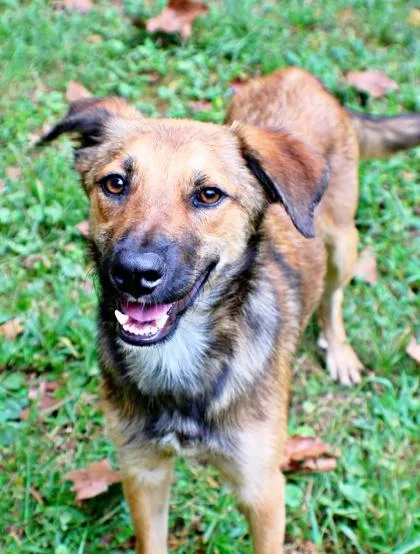 A baby medium-sized male German Shepherd Dog dog named Tig for adoption in Morton Grove, IL