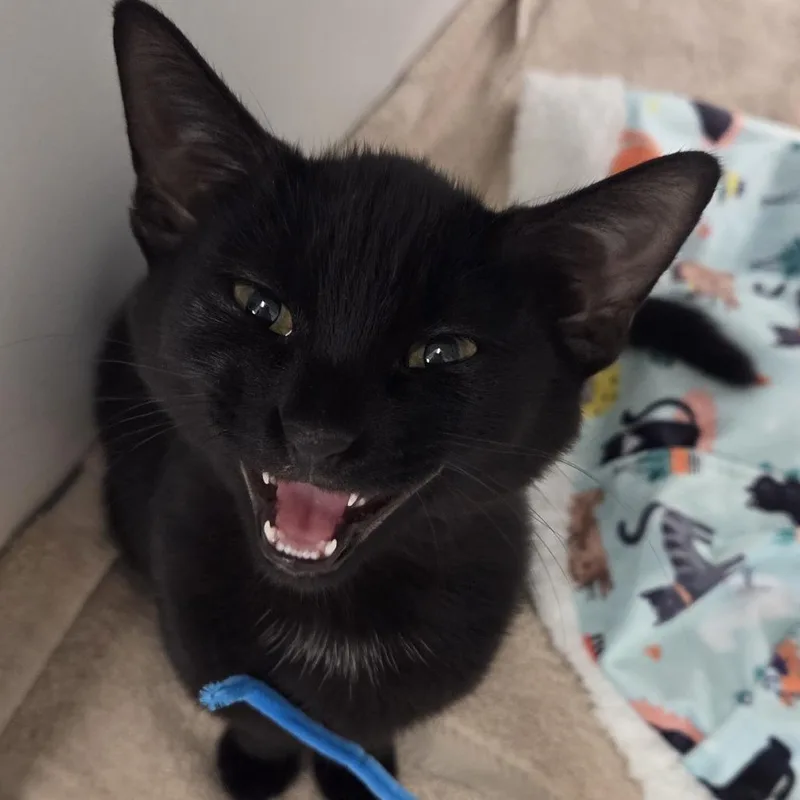 A baby small-sized female Domestic Short Hair cat named Blanca for adoption in Voorhees, NJ