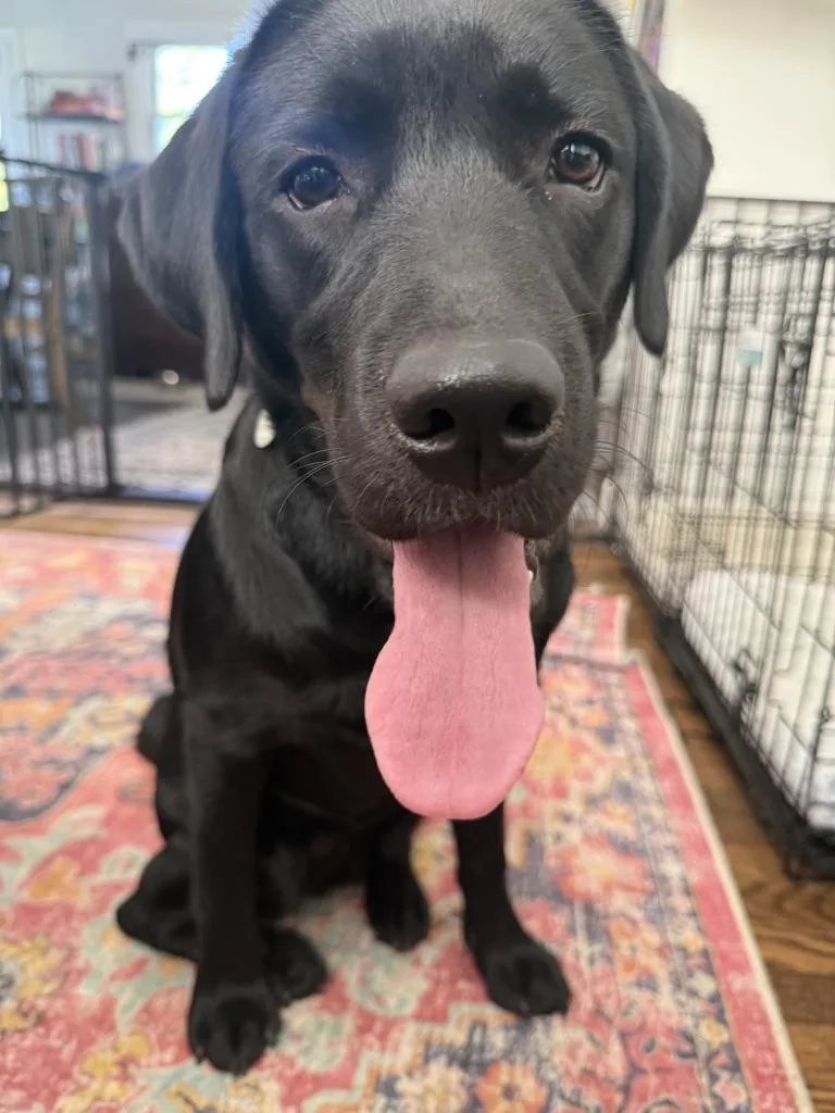 A young medium-sized female Black Labrador Retriever dog named Sunshine for adoption in Warrington, PA