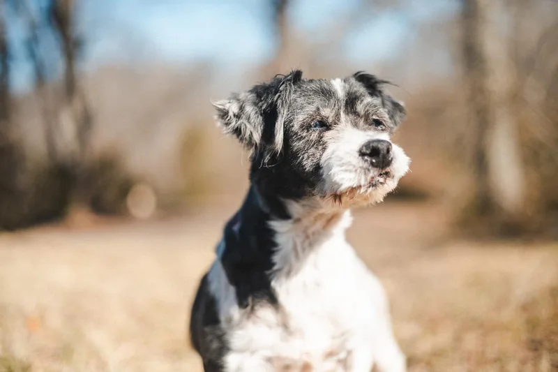 An adult small-sized female Black Cavapoo dog named Dollytransport for adoption in Gradyville, KY