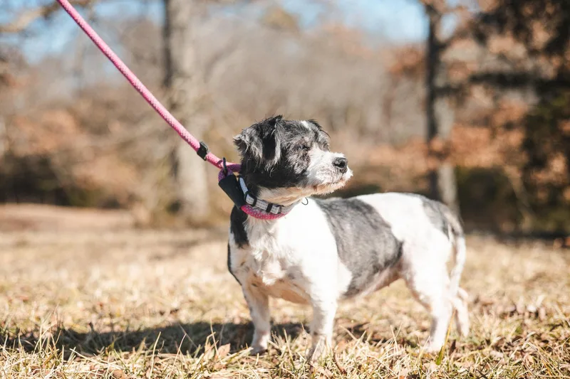 Dollytransport thumbnail 4