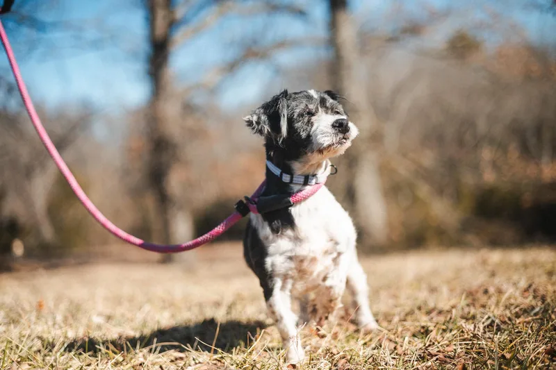 Dollytransport thumbnail 5