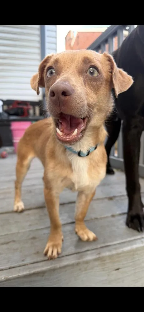 A senior small-sized female Chihuahua dog named Petunia for adoption in Jefferson Hills, PA