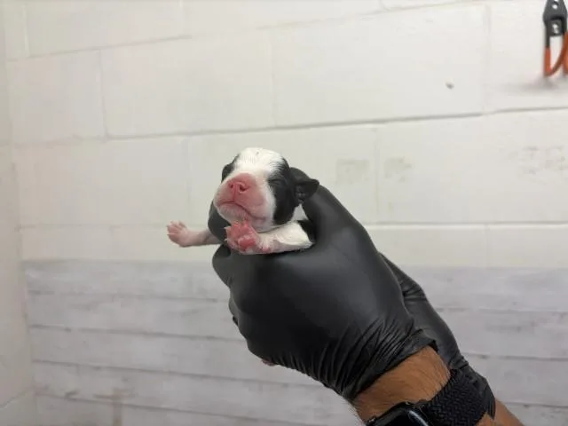 A baby medium-sized male Pit Bull Terrier dog named Dante for adoption in San Bernardino, CA