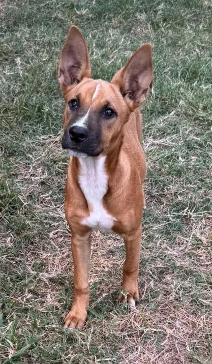 A young medium-sized female Tricolor (Brown, Black, & White) Black Mouth Cur dog named Sweet Paris for adoption in Houston, TX
