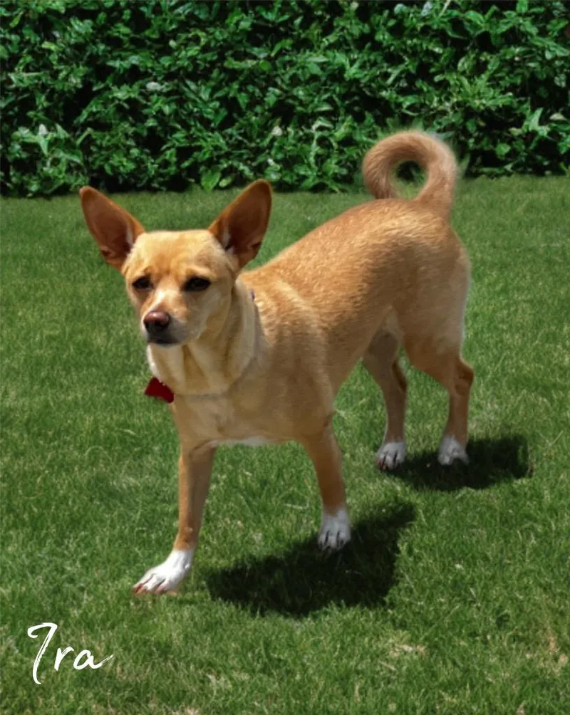 A young small-sized female Chihuahua dog named Ira for adoption in Dalton, GA