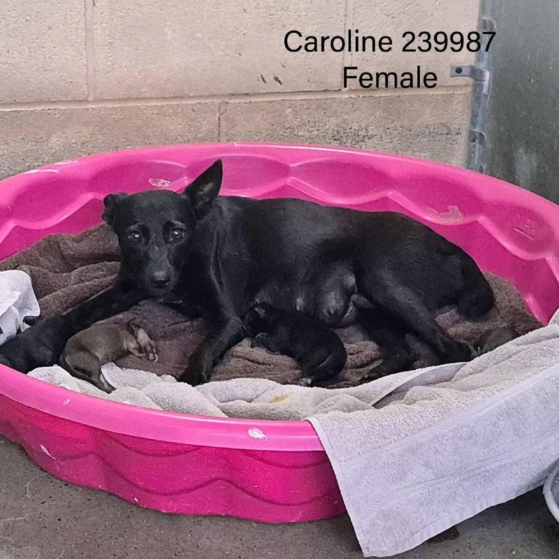 Caroline thumbnail 4