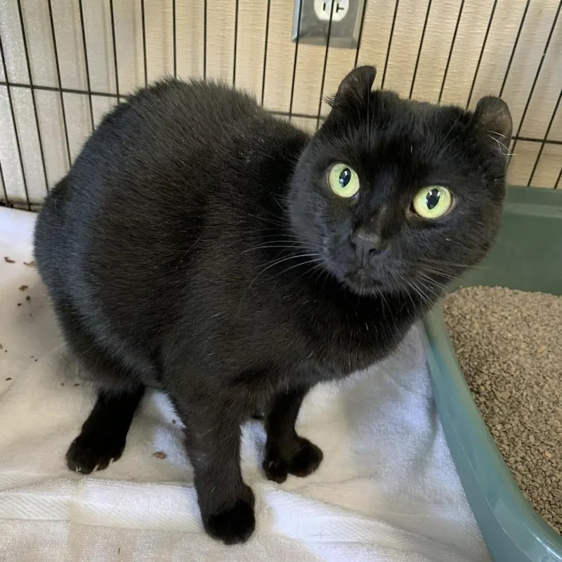 Toothless thumbnail 2