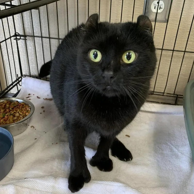 Toothless thumbnail 3