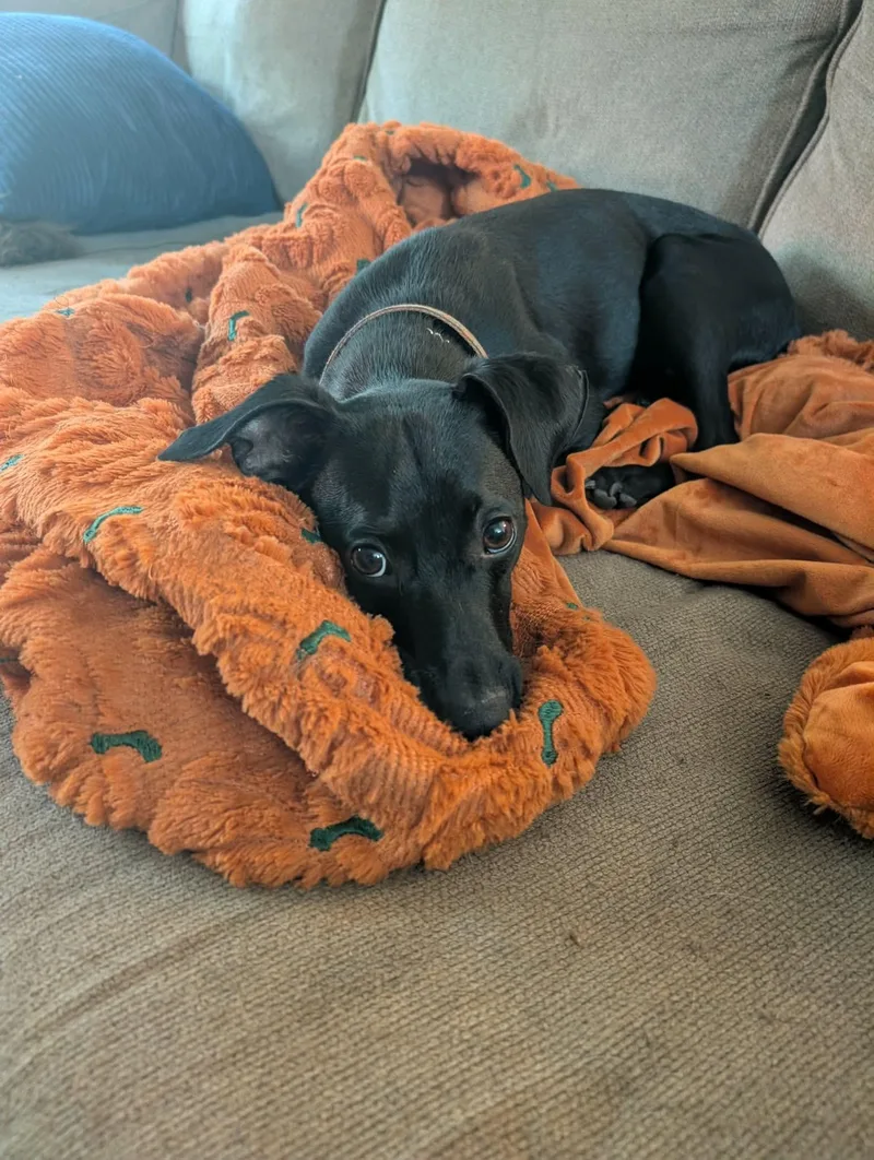 An adult small-sized male Chihuahua dog named Gumbo for adoption in Austin, TX