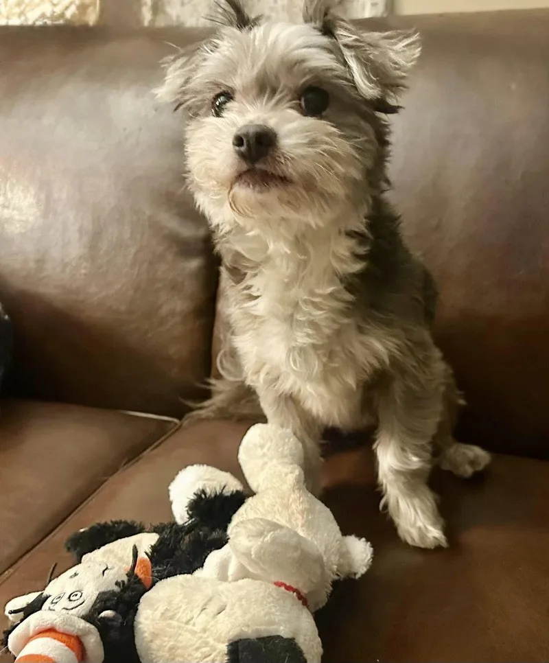 An adult small-sized male Yorkshire Terrier dog named Snoopy for adoption in Berwick, PA