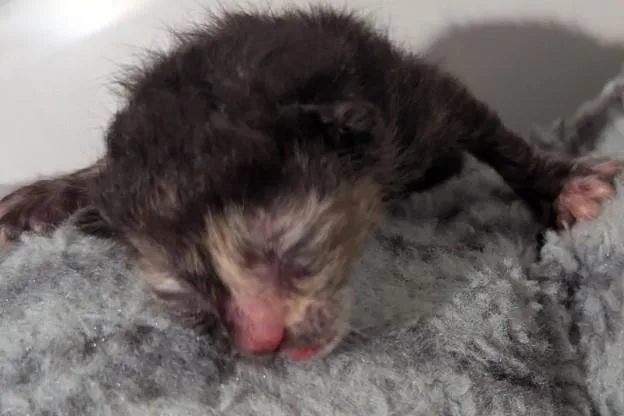 A baby medium-sized female Domestic Short Hair cat named Lollipop for adoption in Dallas, TX