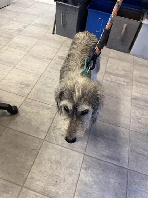 A young large-sized female Border Terrier dog named Bella for adoption in Grand Prairie, TX