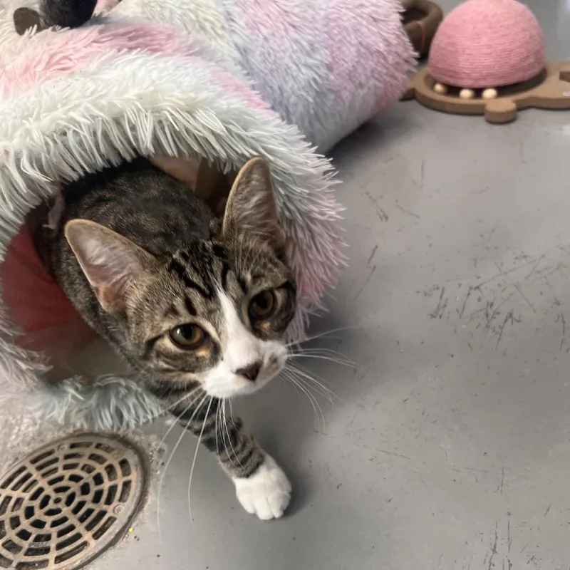 A baby small-sized male Brown / Chocolate Domestic Short Hair cat named Aristides for adoption in Georgetown, KY