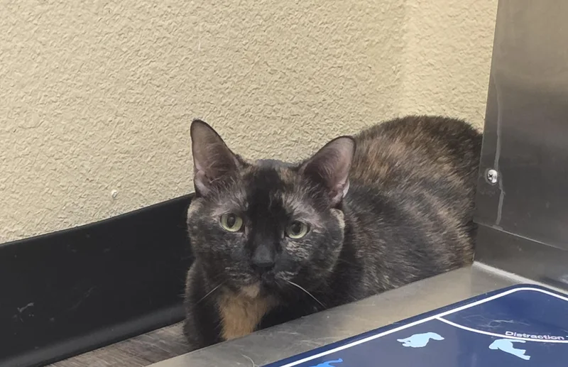 An adult large-sized female Tortoiseshell Domestic Short Hair cat named Shadow for adoption in Mission Viejo, CA