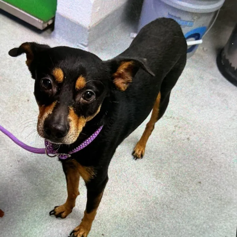 An adult medium-sized male Black Mixed Breed dog named Maddox for adoption in Spruce Pine, NC