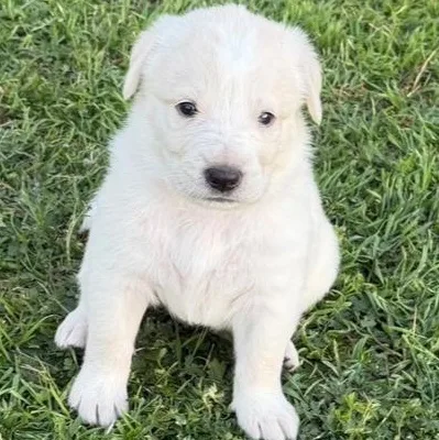 Teddy Bear thumbnail 3