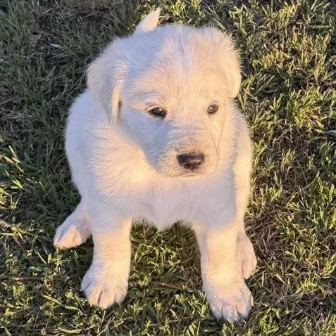 Teddy Bear thumbnail 5