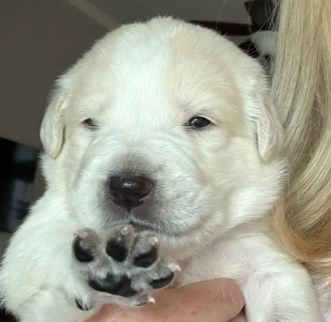 Teddy Bear thumbnail 6