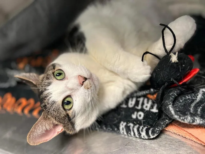A senior medium-sized female Domestic Short Hair cat named Carla for adoption in Fort Mill, SC