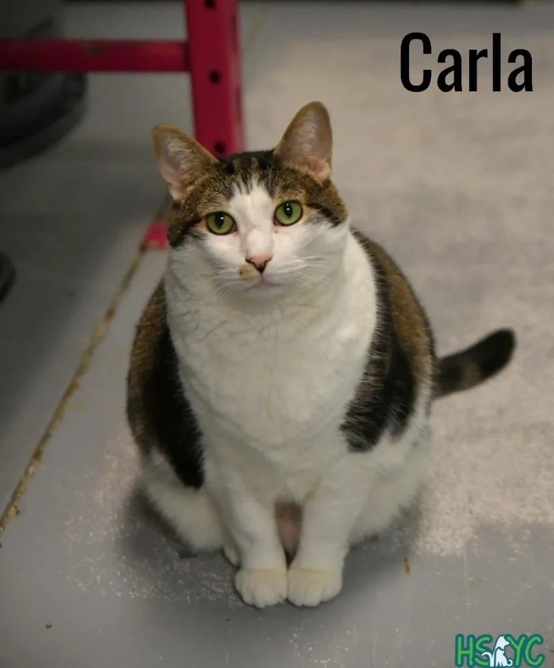 Carla thumbnail 3