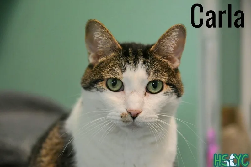 Carla thumbnail 4
