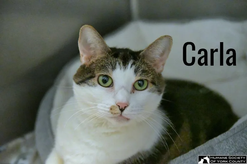Carla thumbnail 5