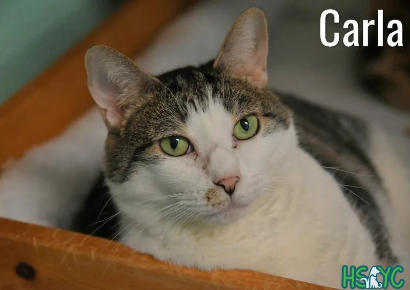Carla thumbnail 6
