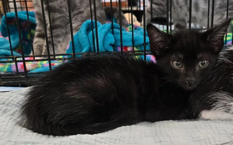 A baby medium-sized male Domestic Short Hair cat named Rubble for adoption in Evans, GA