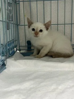 A baby medium-sized male Domestic Short Hair cat named Gustavo for adoption in Gainesville, FL