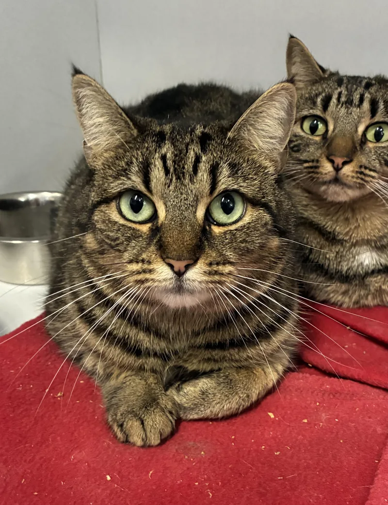 An adult medium-sized female Tabby (Tiger Striped) Domestic Short Hair cat named Rikki Rocket for adoption in Breinigsville, PA