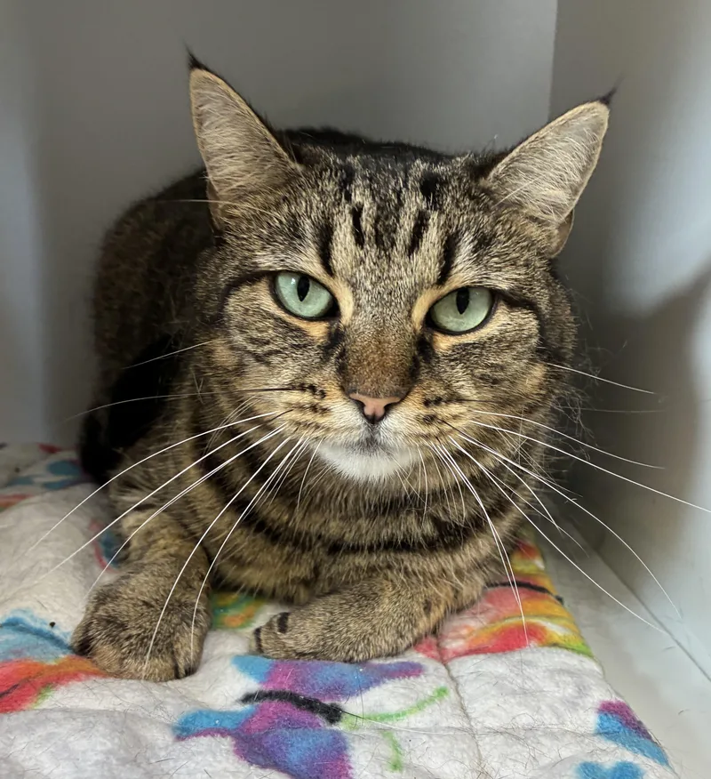 Rikki Rocket thumbnail 3