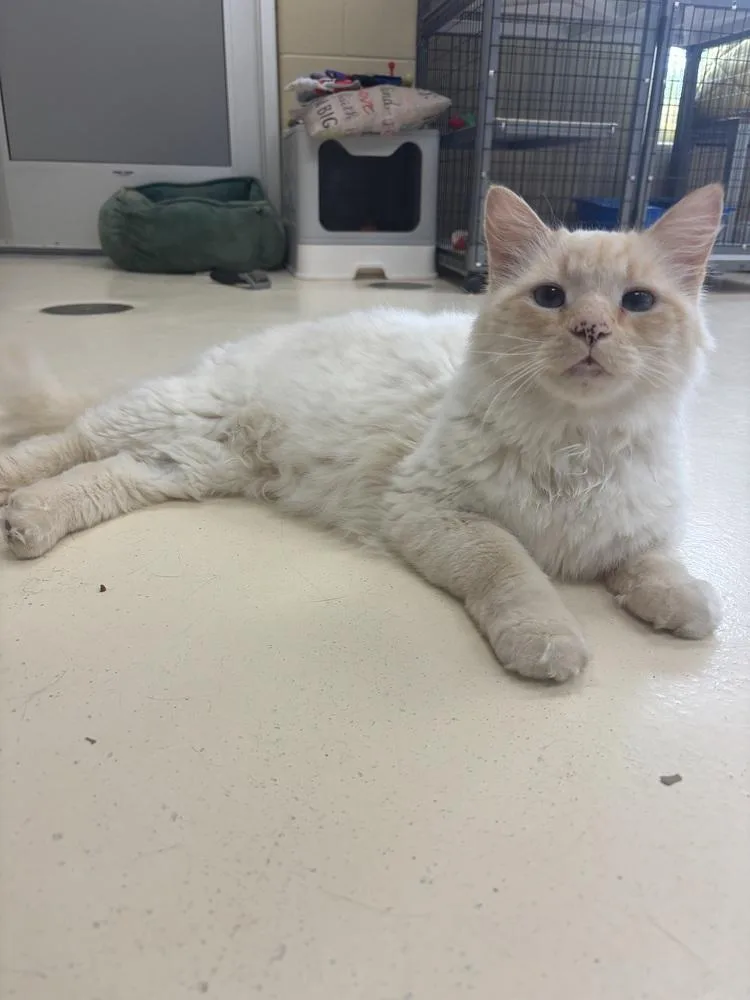 An adult medium-sized male Domestic Long Hair cat named Polkadot for adoption in Kalamazoo, MI