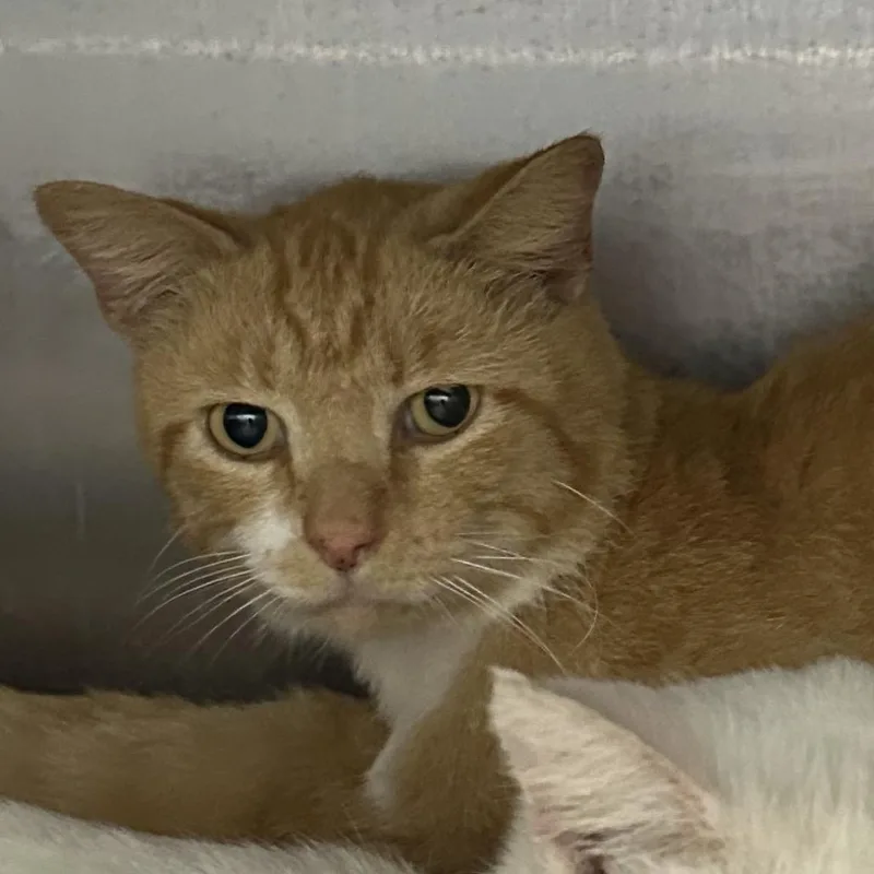 A young small-sized male Domestic Short Hair cat named Victor for adoption in Corbin, KY