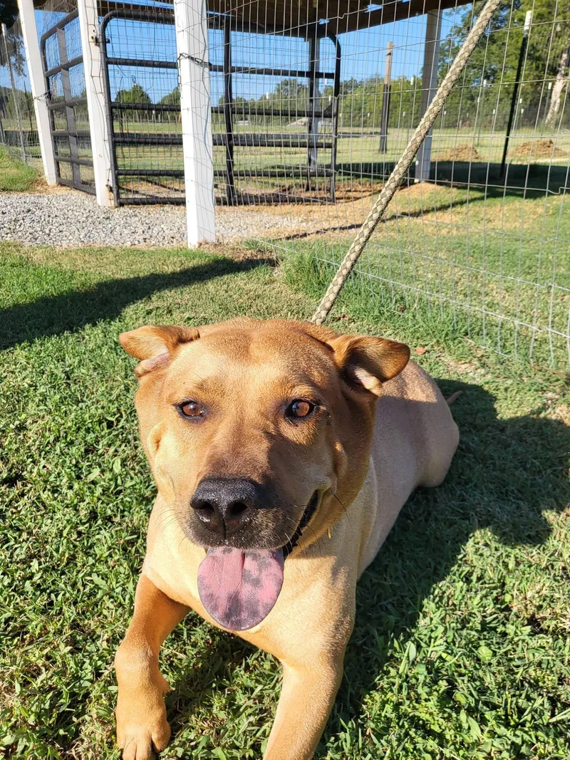 An adult large-sized female Yellow / Tan / Blond / Fawn Labrador Retriever dog named Lucy for adoption in Salisbury, NC