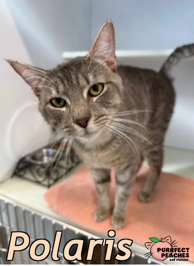 A young medium-sized male Domestic Short Hair cat named Polaris for adoption in Douglasville, GA